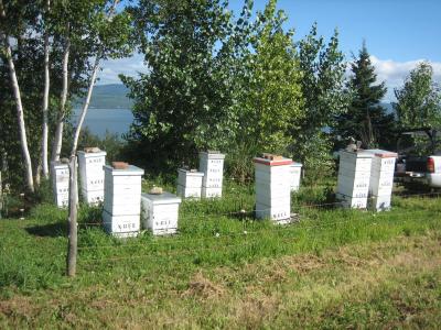 Village d'abeilles